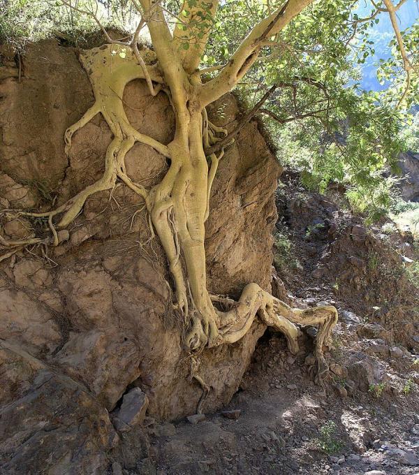 Raices de amate - Amate roots (a type of fig tree; this may be a Ficus petiolaris); Barranca del Cobre - Copper Canyon, Chihuahua, Mexico