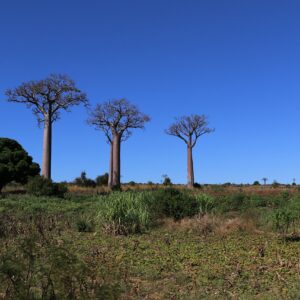 MADAGASCAR: SUR ESPECTACULAR 11 DÍAS