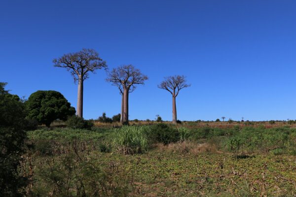 MADAGASCAR: SUR ESPECTACULAR 11 DÍAS