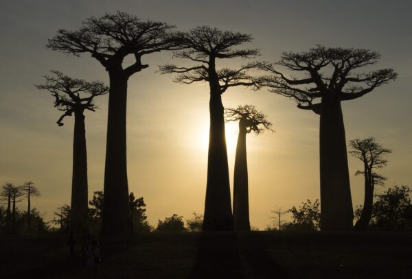 MADAGASCAR: NORTE COLORIDO 7 DÍAS