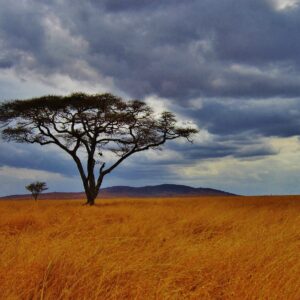 TANZANIA NGORONGO 7 DÍAS