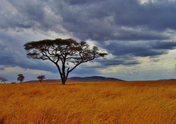 TANZANIA NGORONGO 7 DÍAS