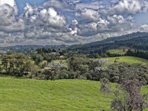 TOUR: CULTURA SILLETERA Y FLORES DE SANTA ELENA EN MEDELLÍN