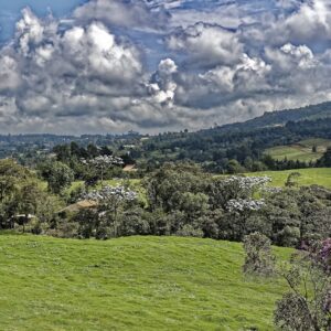 TOUR: CULTURA SILLETERA Y FLORES DE SANTA ELENA EN MEDELLÍN