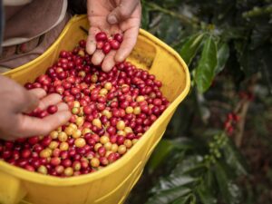 farming coffee colombian coffee 6959629