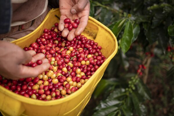 farming coffee colombian coffee 6959629