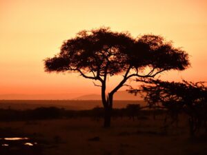 KENYA ABERDARE 6 DIAS