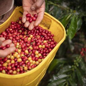 TOUR: EXPERIENCIA DE BAUTIZO CAFETERO - CAFÉ SAN ALBERTO EN BOGOTA