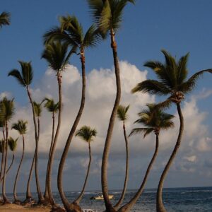 EXCURSIÓN A SEAQUARIUM PUNTA CANA