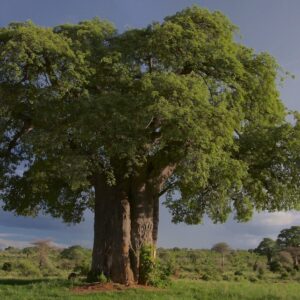 TANZANIA NGORONGORO 7 DÍAS